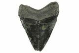 Fossil Megalodon Tooth - South Carolina #367932-2